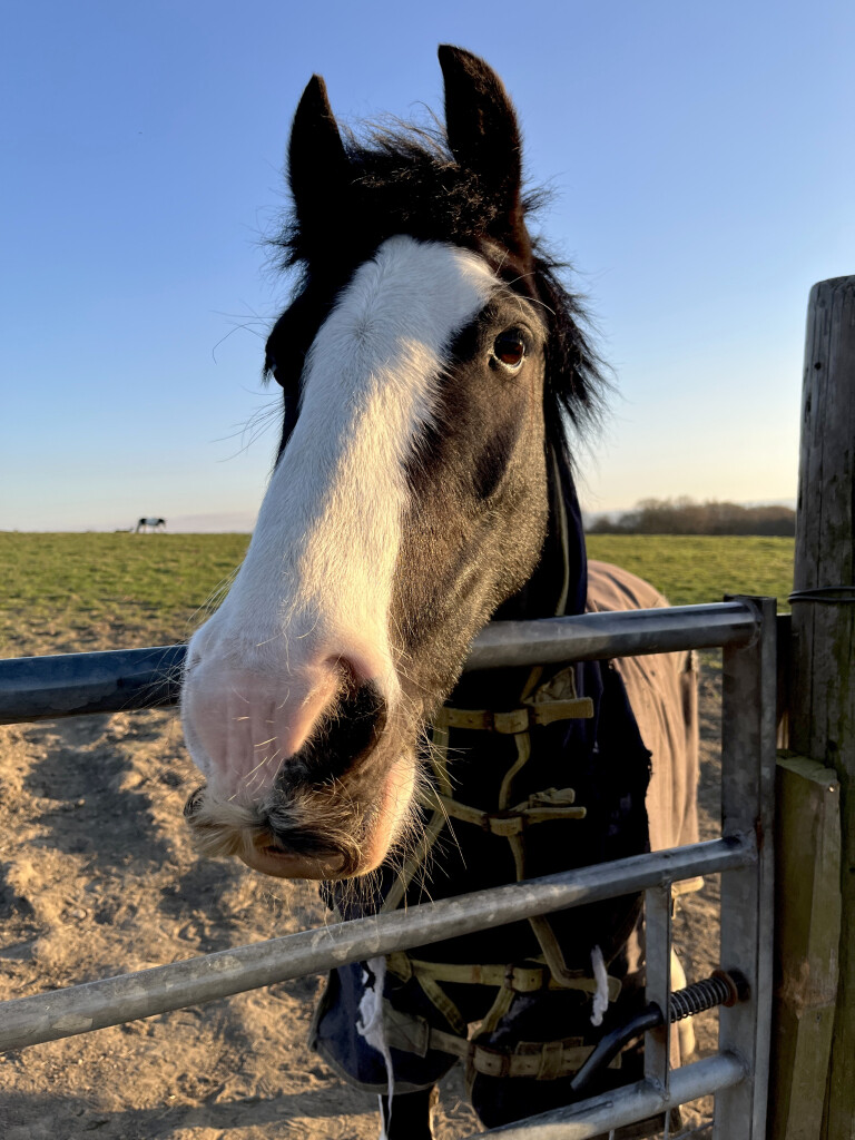 Max and Fence, West Carlton, West Yorkshire